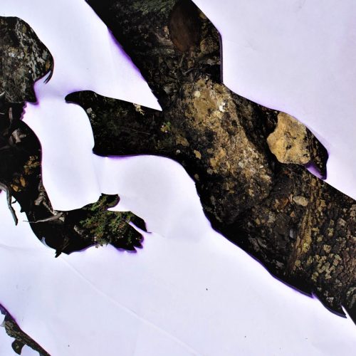 Taming eagle 1 (45x60) Photographie 2/10 sur Dibond et encadrée bois naturel