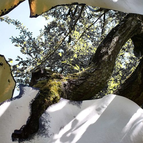 Tree mind 3 version 2 (40x56) Photographie 1/10 sur Dibond et encadrée bois naturel M.C Palombit