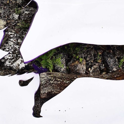 Wild dog 2 version 2 (35x75) Photographie 1/10 sur Dibond et encadrée bois naturel