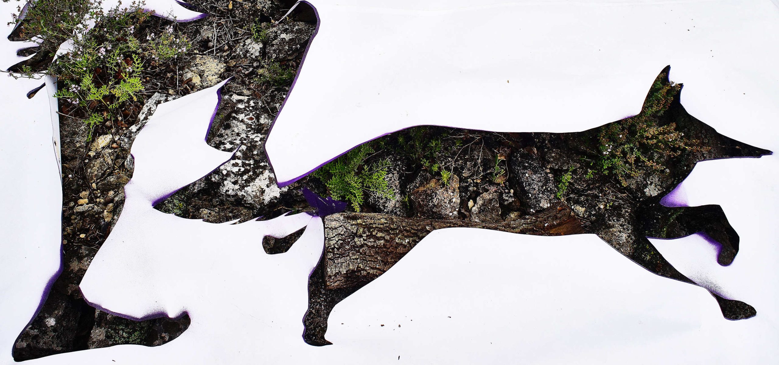 Wild dog 2 version 2 (35x75) Photographie 1/10 sur Dibond et encadrée bois naturel