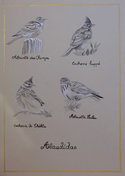 4 oiseaux experts en camouflage - Anne Zamo