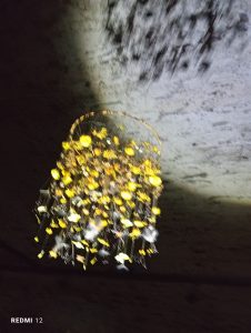 artiste Katharina Steiner