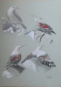 Le tichodrome échelette - Œuvre d'Anne Zamo