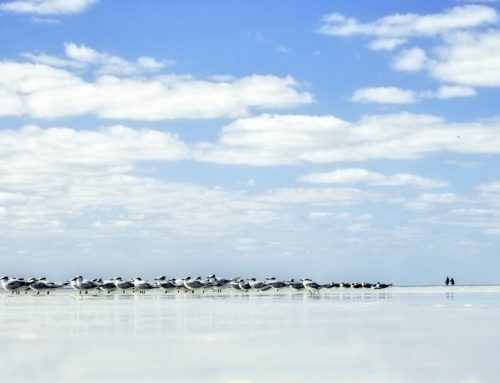 Karine NICOLLEAU Photographe