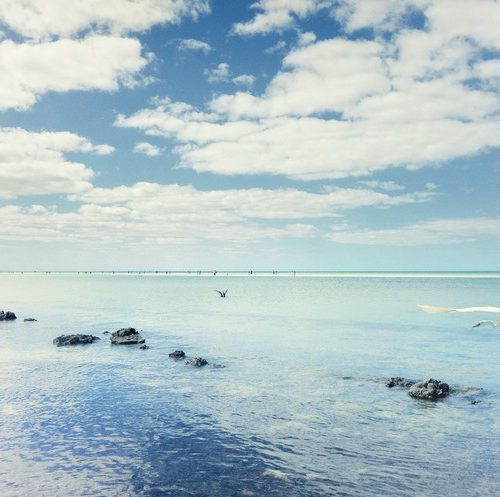 Birds #6, 2023 Karine Nicolleau