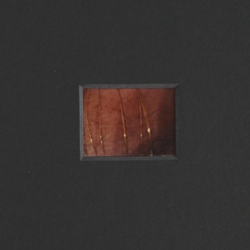 In the details - Francis Coffinet