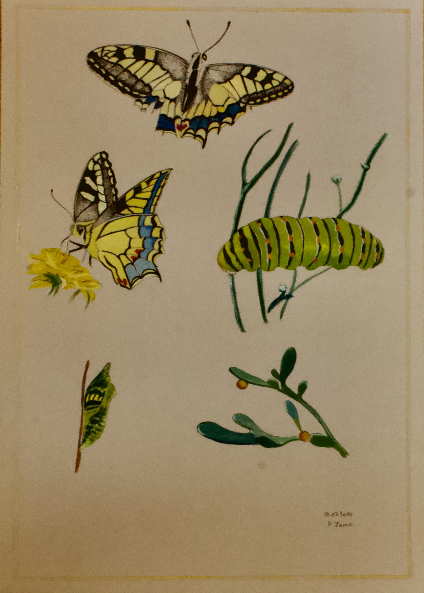 papillons anne Zamo